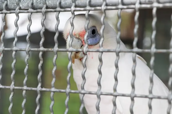 Loro Blanco Una Jaula — Foto de Stock