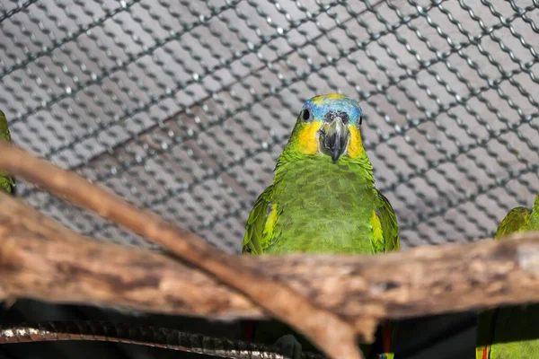 Parrot Farm Looking — Stock Photo, Image