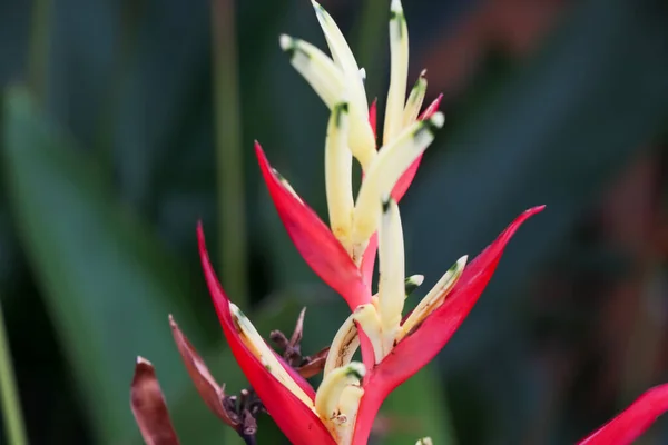 Red Flower Blooming Garden — Stock Photo, Image