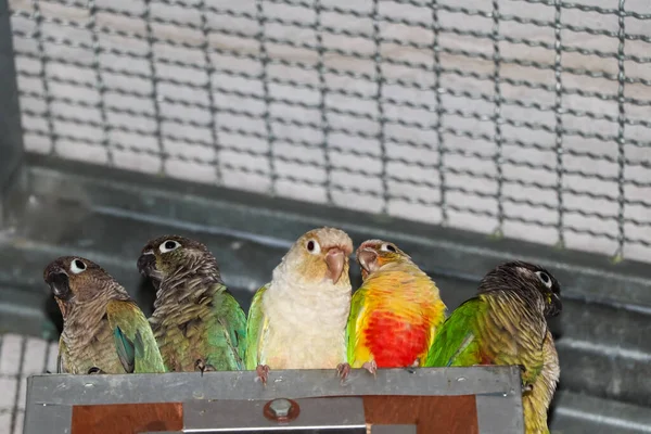 Papegaai Boerderij Zoekt — Stockfoto