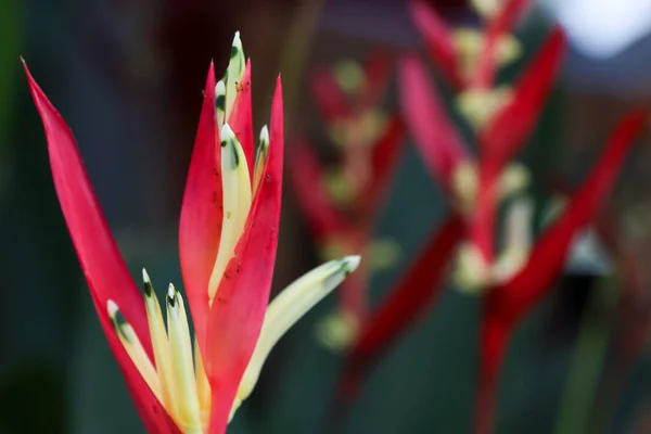 Red Flower Blooming Garden — Stock Photo, Image