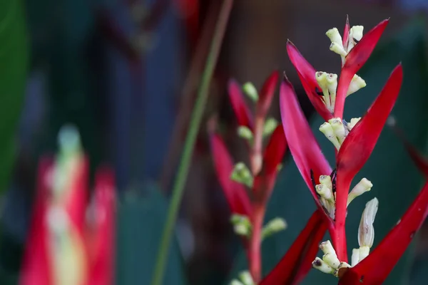 Red Flower Blooming Garden — Stock Photo, Image