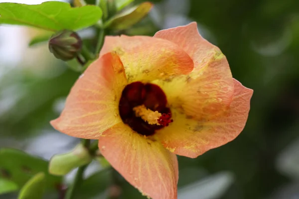 Fiore Arancio Stanno Fiorendo Giorno — Foto Stock