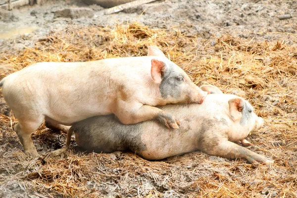 Two Little Pigs Riding Backs — Stock Photo, Image