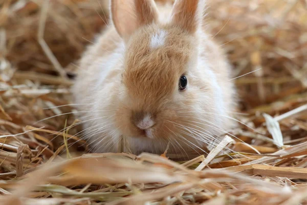 A cute baby rabbit in the farm