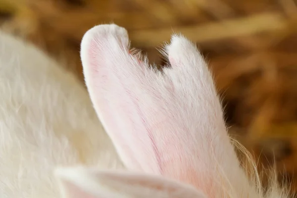 White Rabbit Has Ear Wound Because Bite Pain — Stock Photo, Image