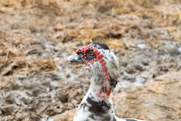 Drake Berada Pertanian Dan Wajah Merah — Stok Foto