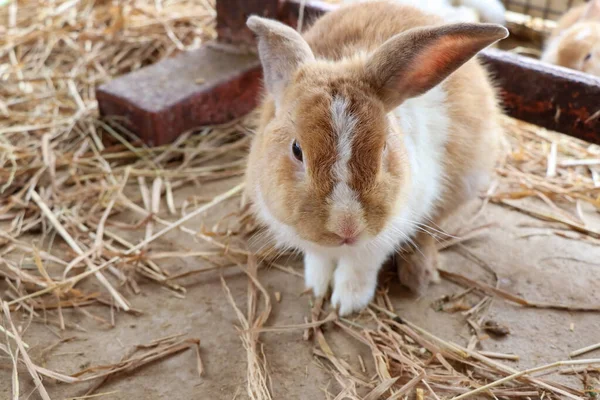 Ein Süßes Kaninchen Auf Dem Bauernhof — Stockfoto