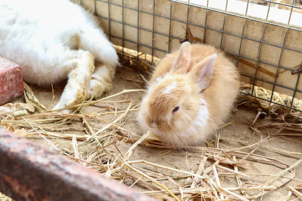 Ein Süßes Kaninchenbaby Auf Dem Bauernhof — Stockfoto