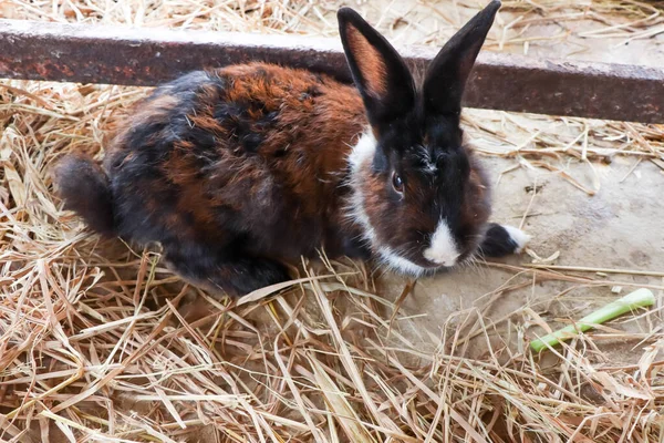 Ein Süßes Kaninchen Schläft Auf Dem Bauernhof — Stockfoto