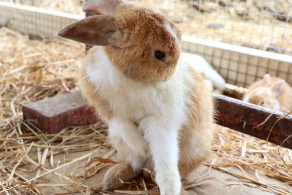 Ein Süßes Kaninchen Auf Dem Bauernhof — Stockfoto