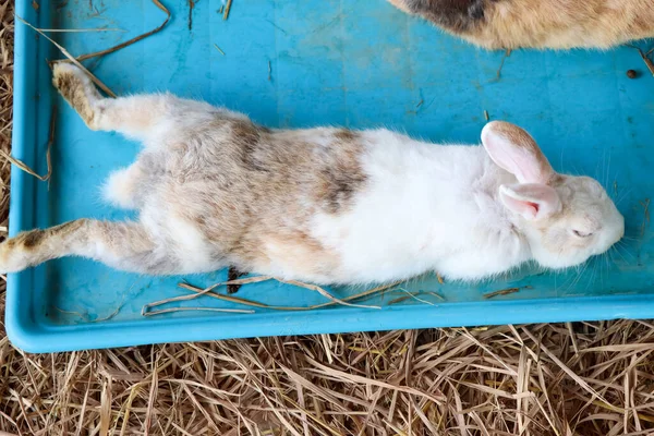 Милый Кролик Спит Ферме — стоковое фото
