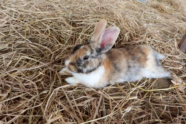 Lindo Conejo Durmiendo Granja — Foto de Stock