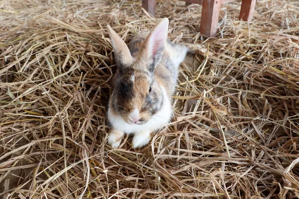 Милый Кролик Спит Ферме — стоковое фото