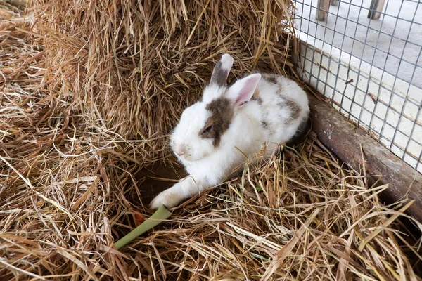 Ein Süßes Kaninchen Schläft Auf Dem Bauernhof — Stockfoto