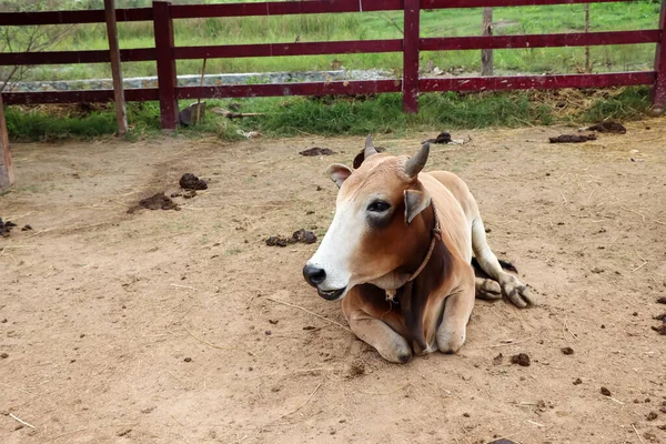 Cow Lying Farm — Stock Photo, Image