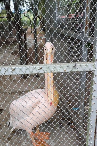 檻の中の大きな長いくちばし — ストック写真