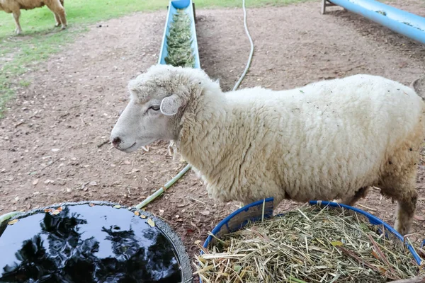 Mouton Debout Sur Ferme — Photo