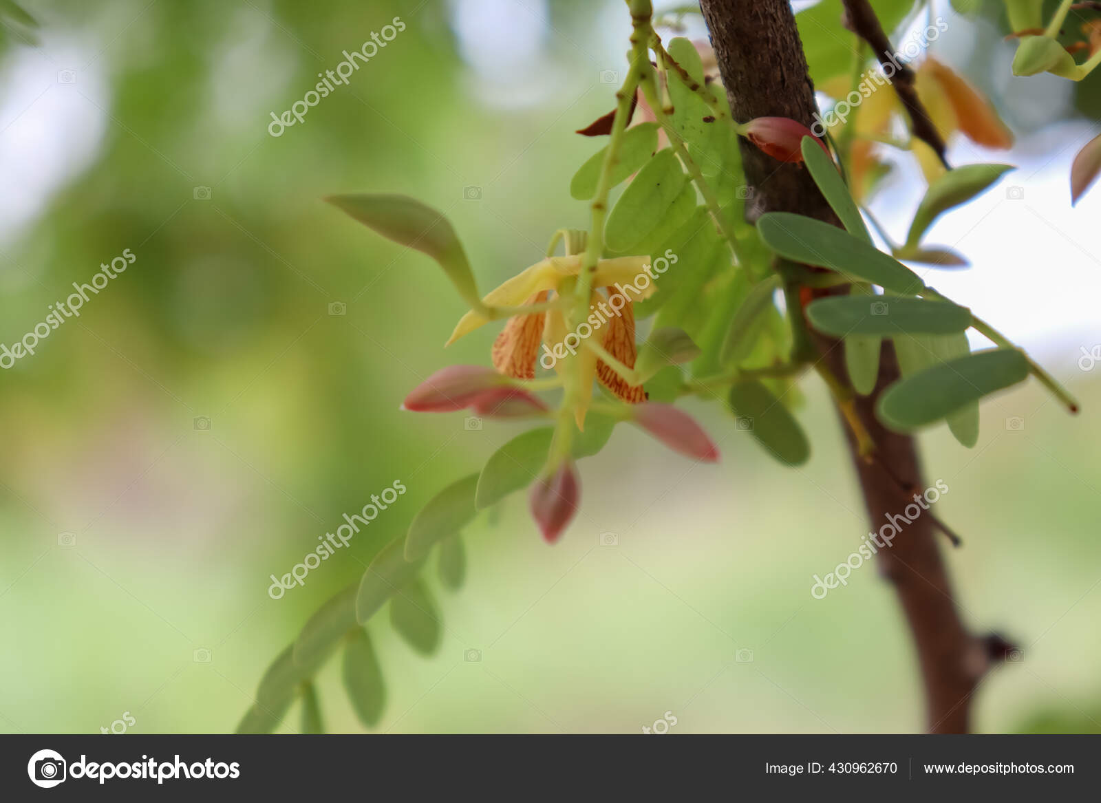 Fotos De Tamarindus Indica Imagenes De Tamarindus Indica Descargar Depositphotos