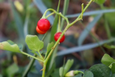 Solanum trilobatum dikenleri Tayland ormanlarında yetişiyor.