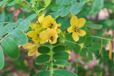 Çırpılmış yumurta bahçede çiçek açıyor.