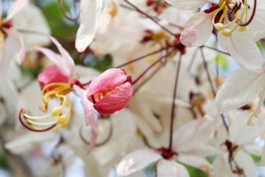 Yazın ağaçların tepesinde pembe bir duş açar.