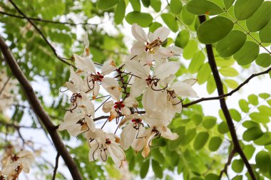 Yazın ağaçların tepesinde pembe bir duş açar.