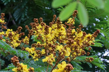 Peltophorum pterocarpum çiçeği çiçek açıyor