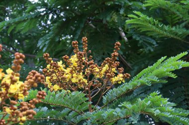 Peltophorum pterocarpum çiçeği çiçek açıyor