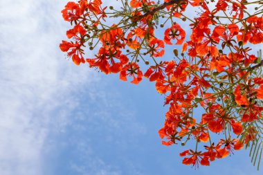 Yakın plan kırmızı Alev ağacı çiçeği