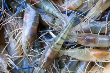 Çiftlikten taze karides yakala.