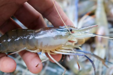 Çiftlikten taze karides yakala.
