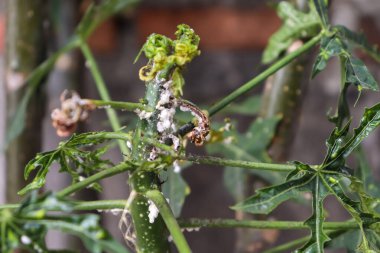 Cnidoscolus chayamansa ağacı üzerinde Maconellicoccus hirsutus
