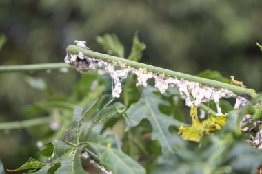 Cnidoscolus chayamansa ağacı üzerinde Maconellicoccus hirsutus