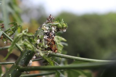 Cnidoscolus chayamansa ağacı üzerinde Maconellicoccus hirsutus