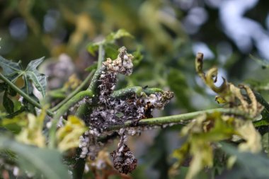 Cnidoscolus chayamansa ağacı üzerinde Maconellicoccus hirsutus