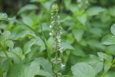 Kıllı fesleğen büyüyor ve yeşil yaprak