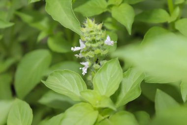 Kıllı fesleğen büyüyor ve yeşil yaprak