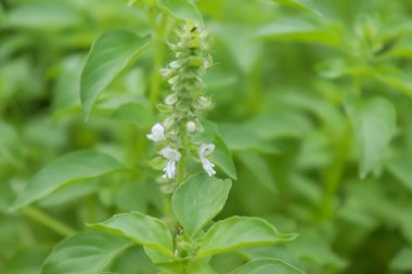 Kıllı fesleğen büyüyor ve yeşil yaprak