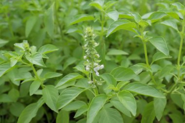 Kıllı fesleğen büyüyor ve yeşil yaprak