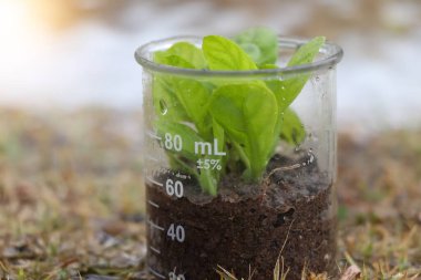 Kimyasal bir bardakta bitki yetiştirir.