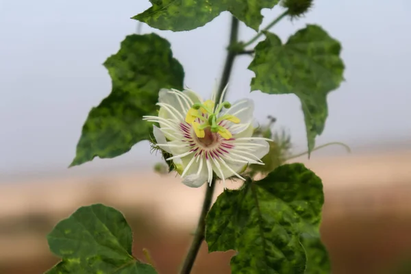 Passiflora Foetida Blanche Fleurit Matin — Photo