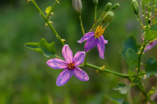 Solanum Trilobatum Virág Tövis Virágzik Erdőben Thaiföldön — Stock Fotó
