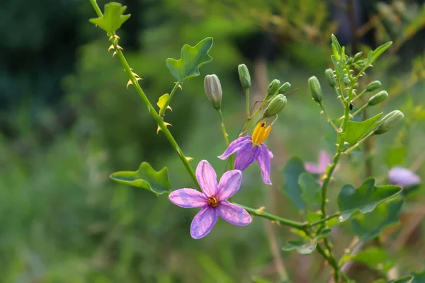 タイでは ソラントリオバトゥムの花のとげが森に咲いています — ストック写真