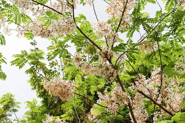 Chuveiro Rosa Estão Florescendo Copa Árvore Verão — Fotografia de Stock