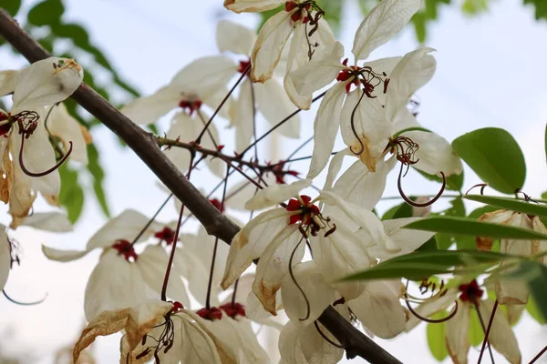 stock image Pink shower are blooming on treetop at summer