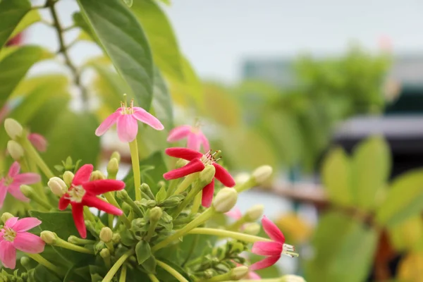 Combretum Indicum Flowers Blooming Garden — Stock Photo, Image