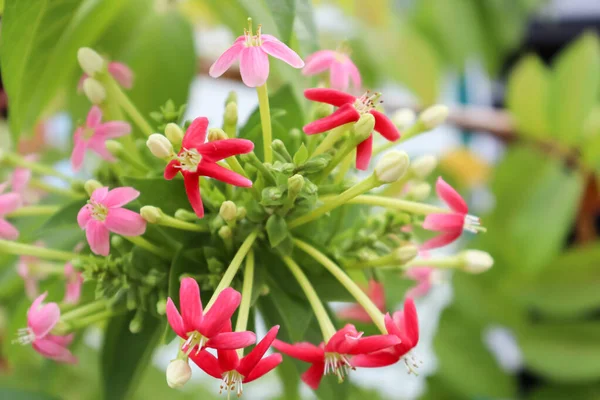Λουλούδια Του Combretum Indicum Ανθίζουν Στον Κήπο — Φωτογραφία Αρχείου