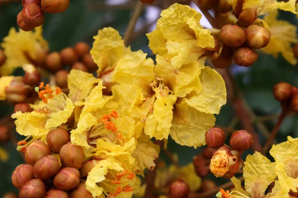 Peltophorum Pterocarpum Flor Estão Florescendo — Fotografia de Stock