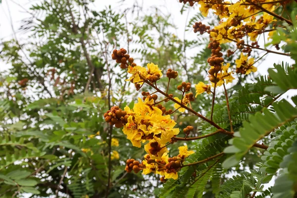 Peltophorum Pterocarpum Flower Blooming — Stock Photo, Image